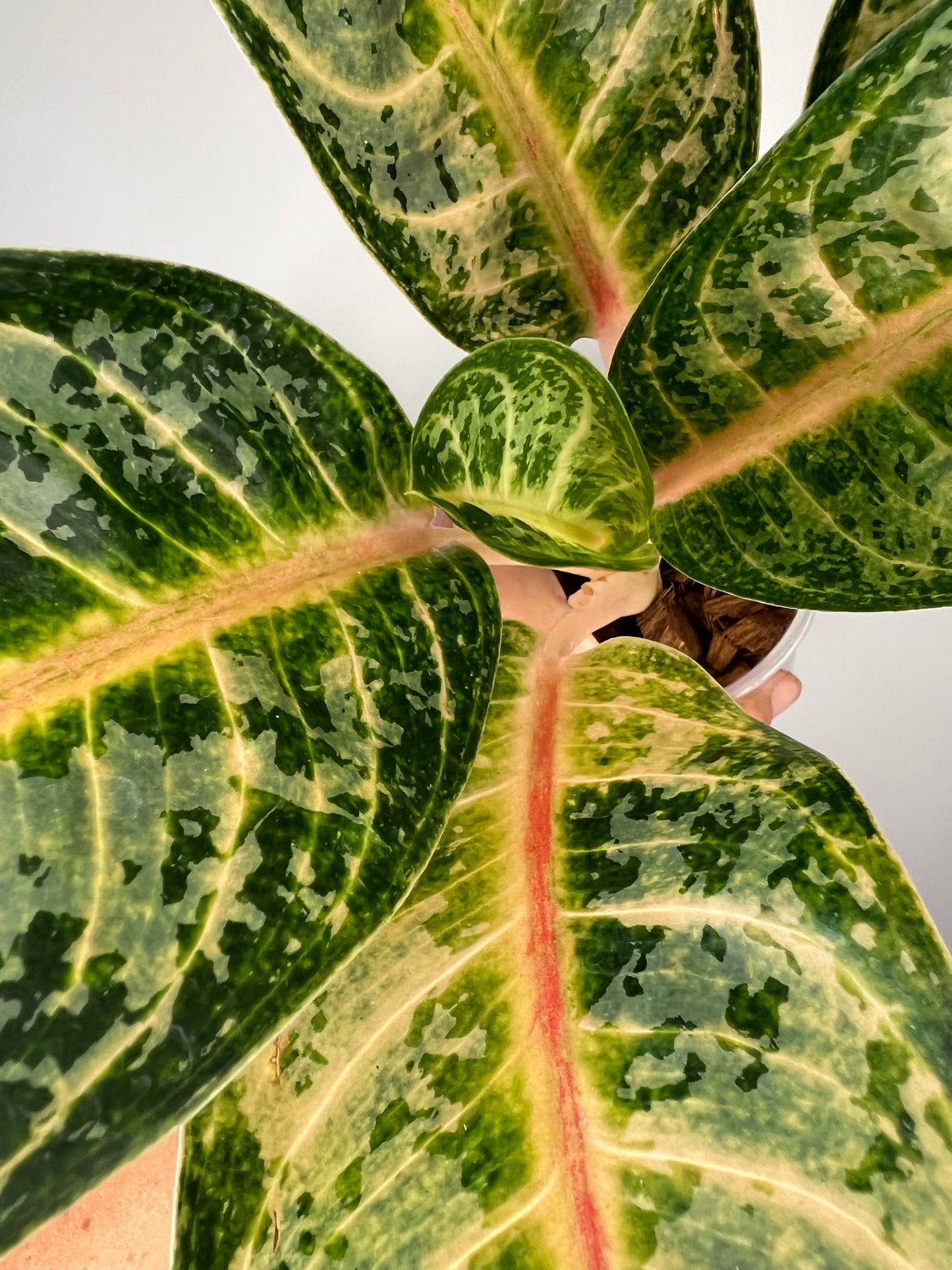 Aglaonema Gaja Mada