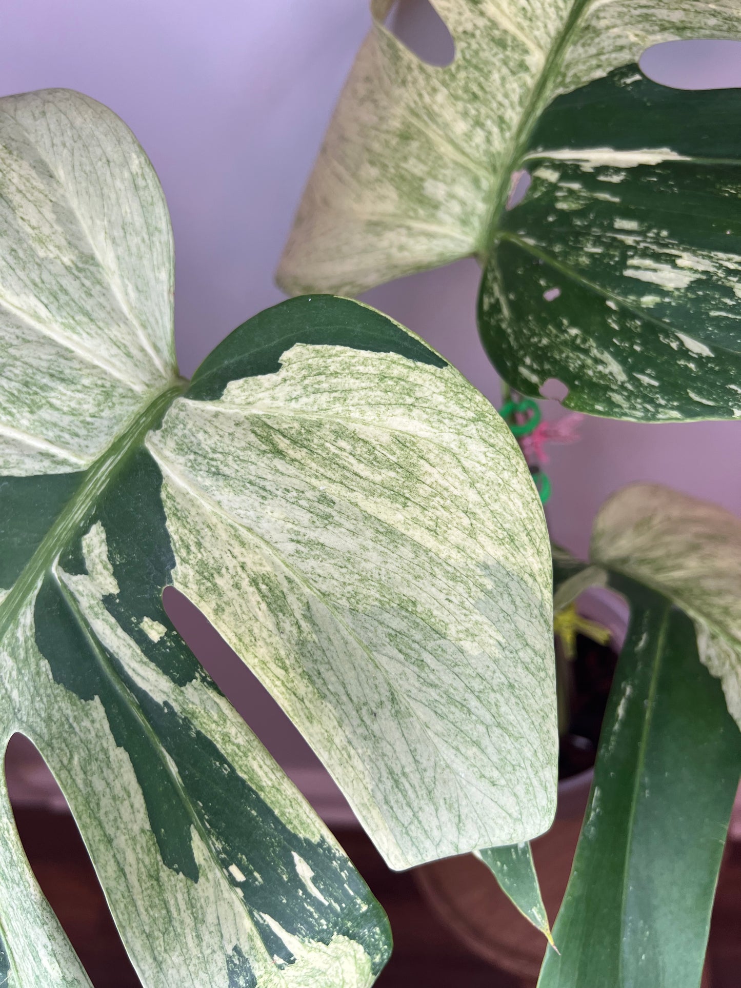 Monstera Mint NoID