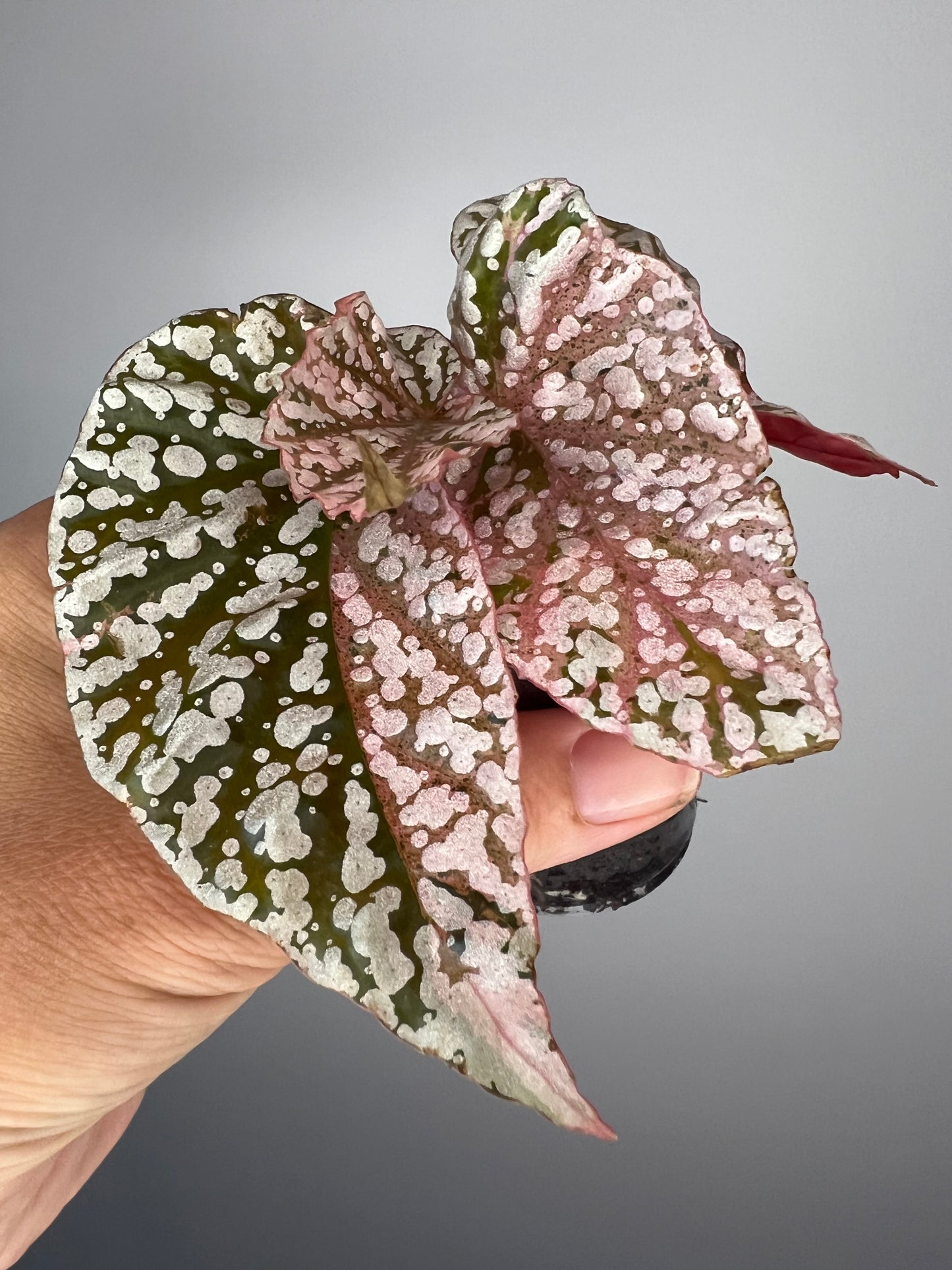 Begonia Snow Capped Pink Variegated