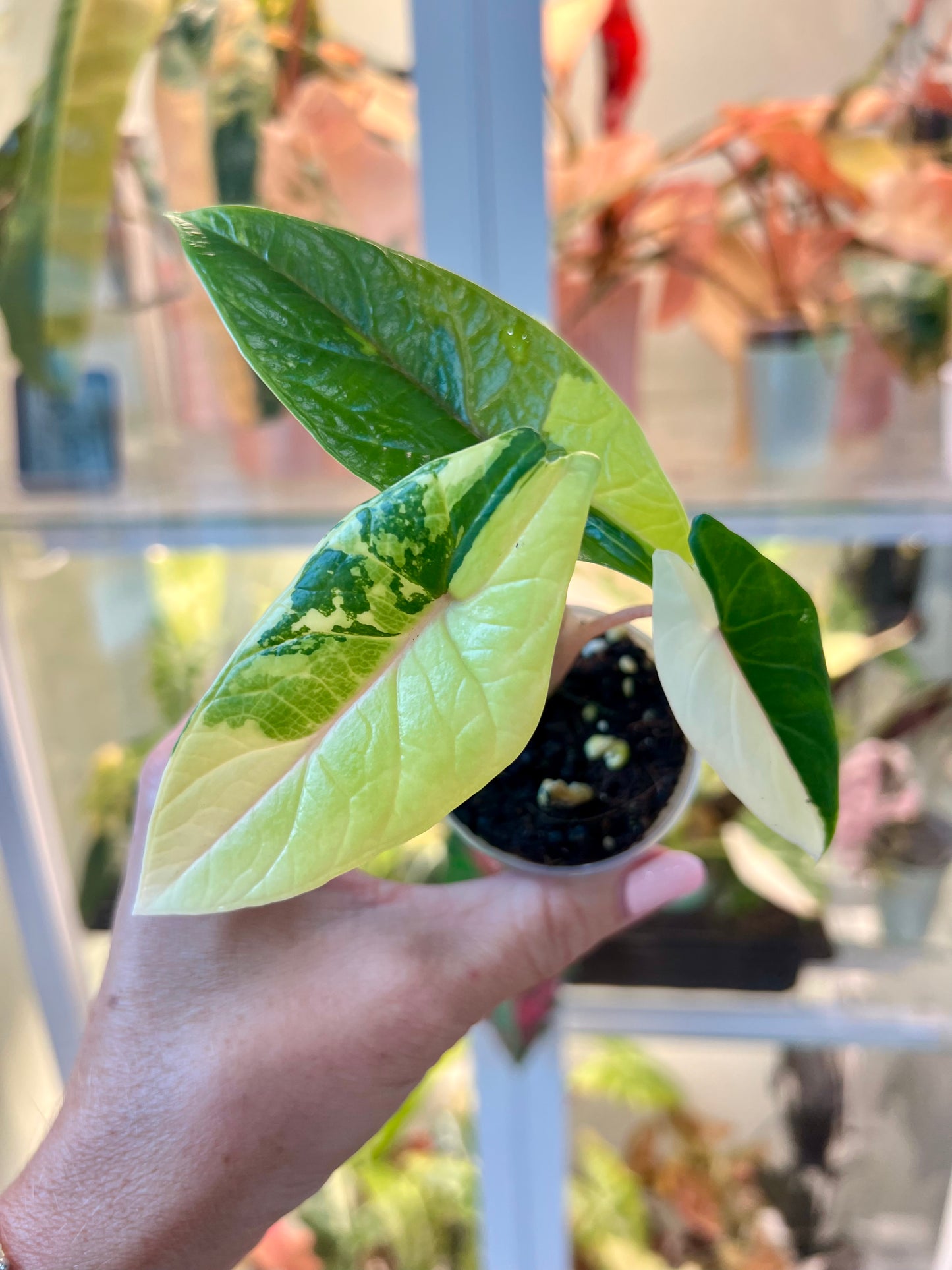 Alocasia Scalprum White Cream Corm – Grower's Choice