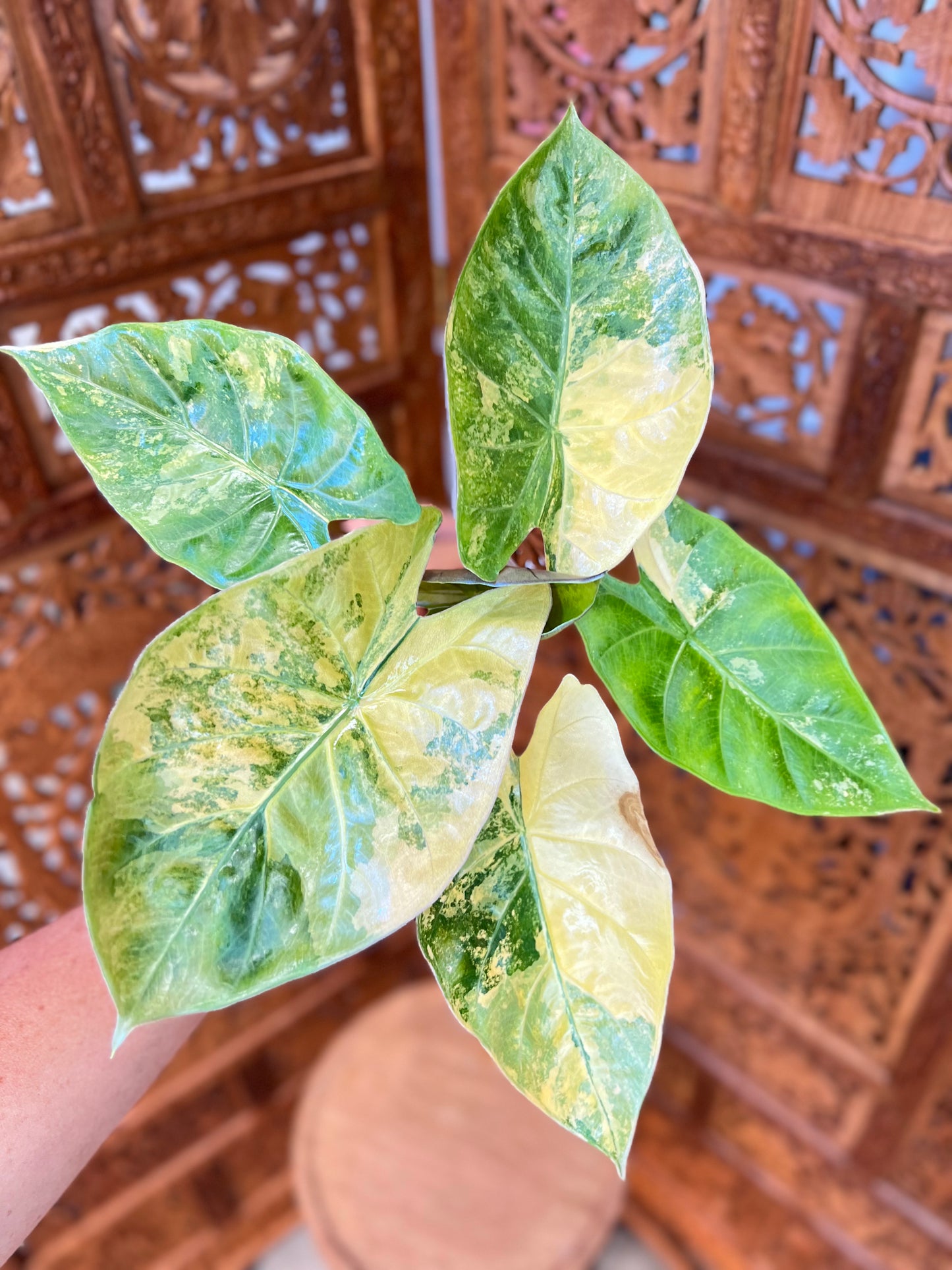 Alocasia Flamingo x Calidora x Hongkongensis x Black Velvet