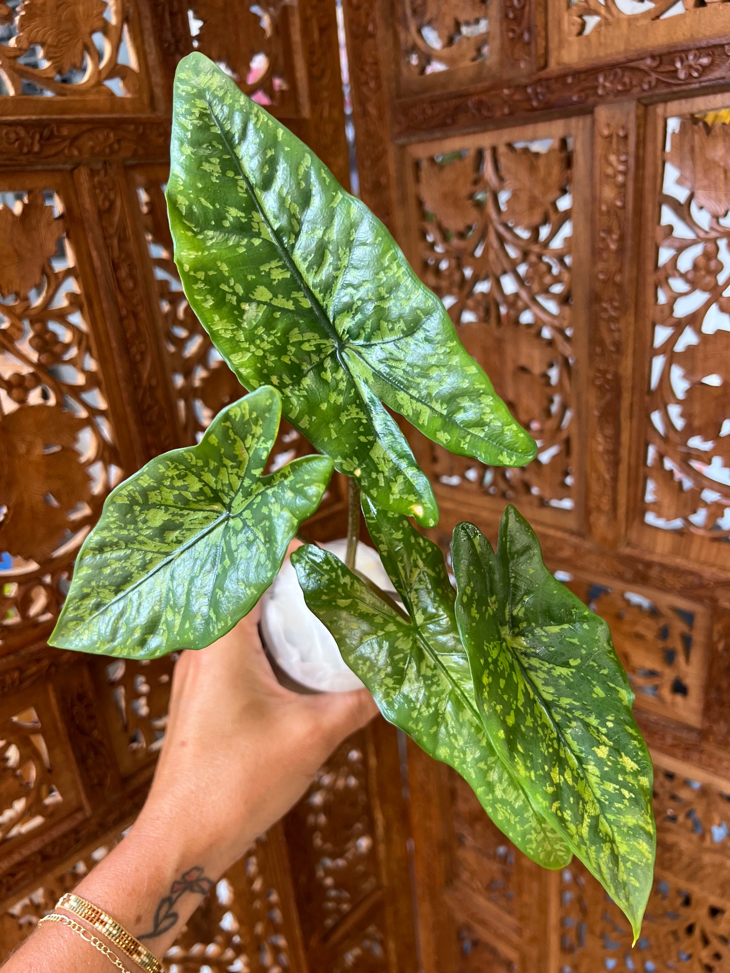 Alocasia Shattered Glass