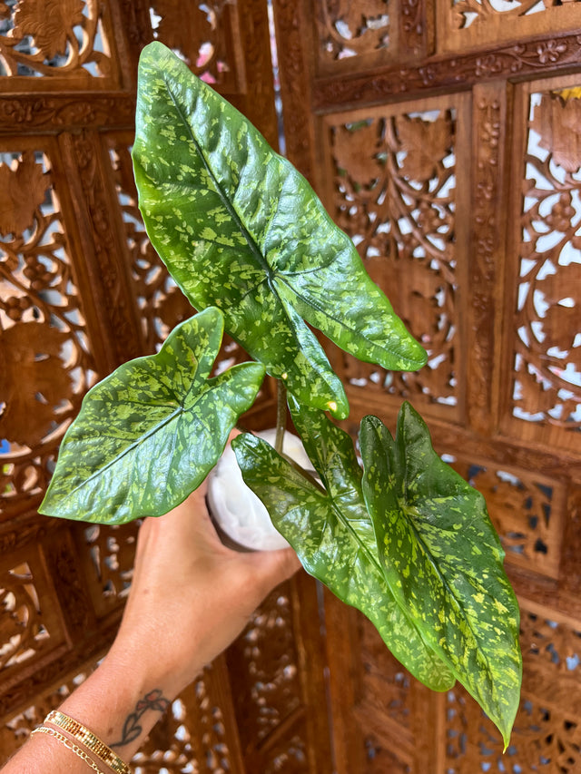 Alocasia Shattered Glass