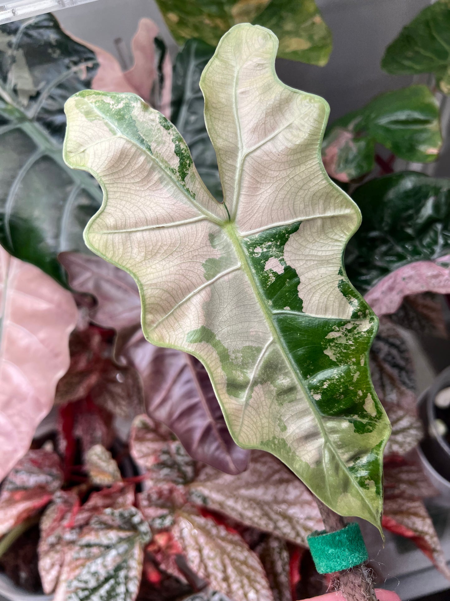 Alocasia Pseudosanderiana Pink Corms