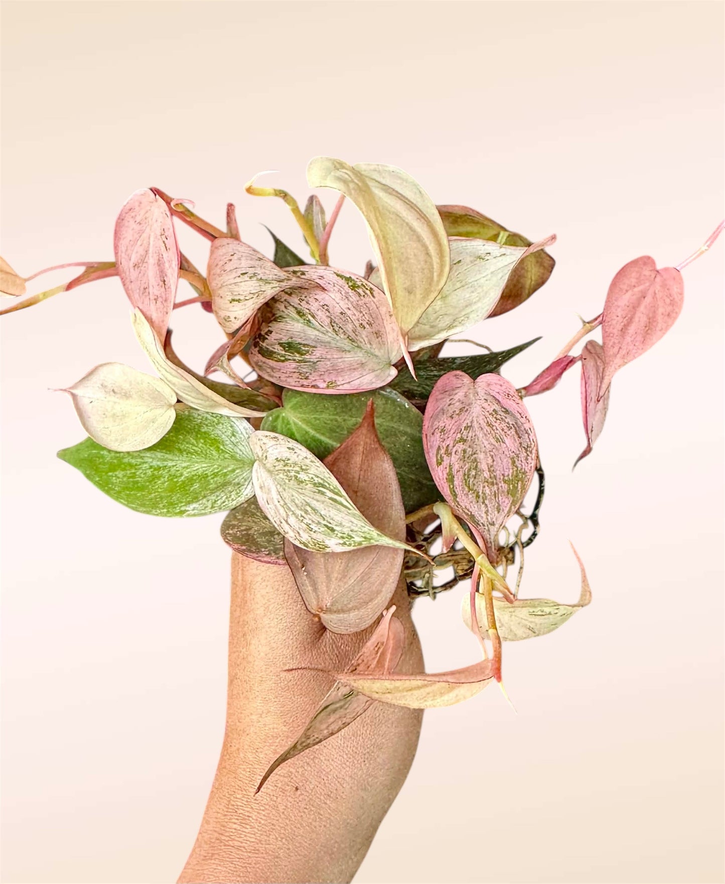 Philodendron Micans Pink Mint