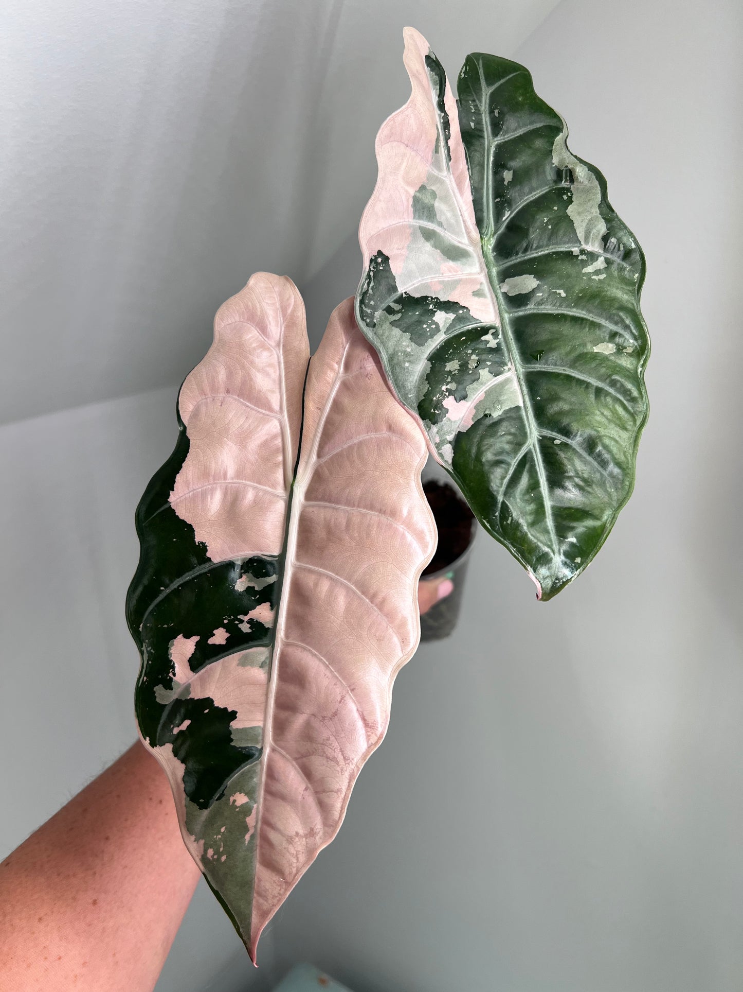 Alocasia Chantrieri Pink Corm
