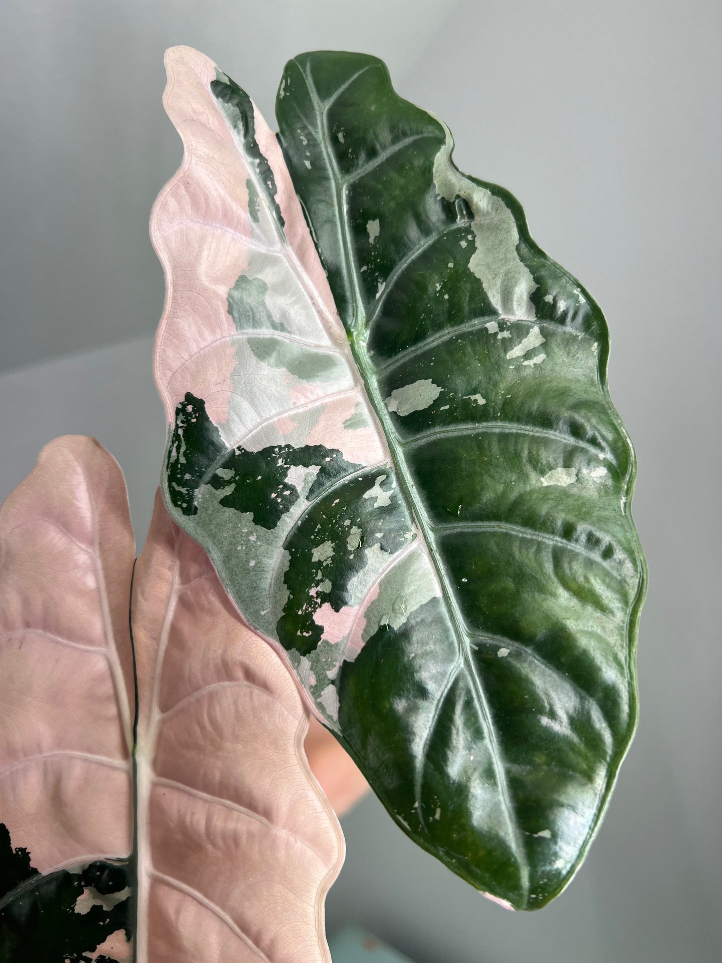 Alocasia Chantrieri Pink Corm