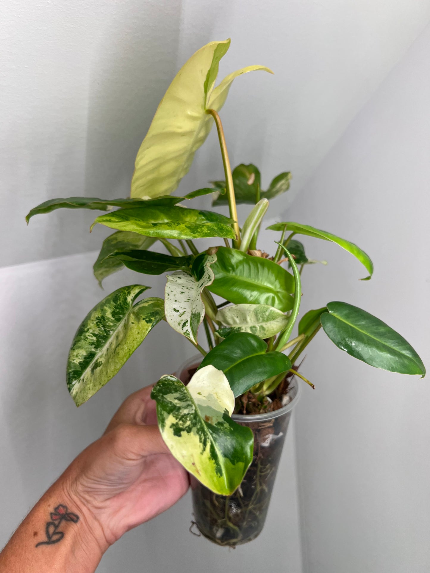 Philodendron Burle Marx Snow White A