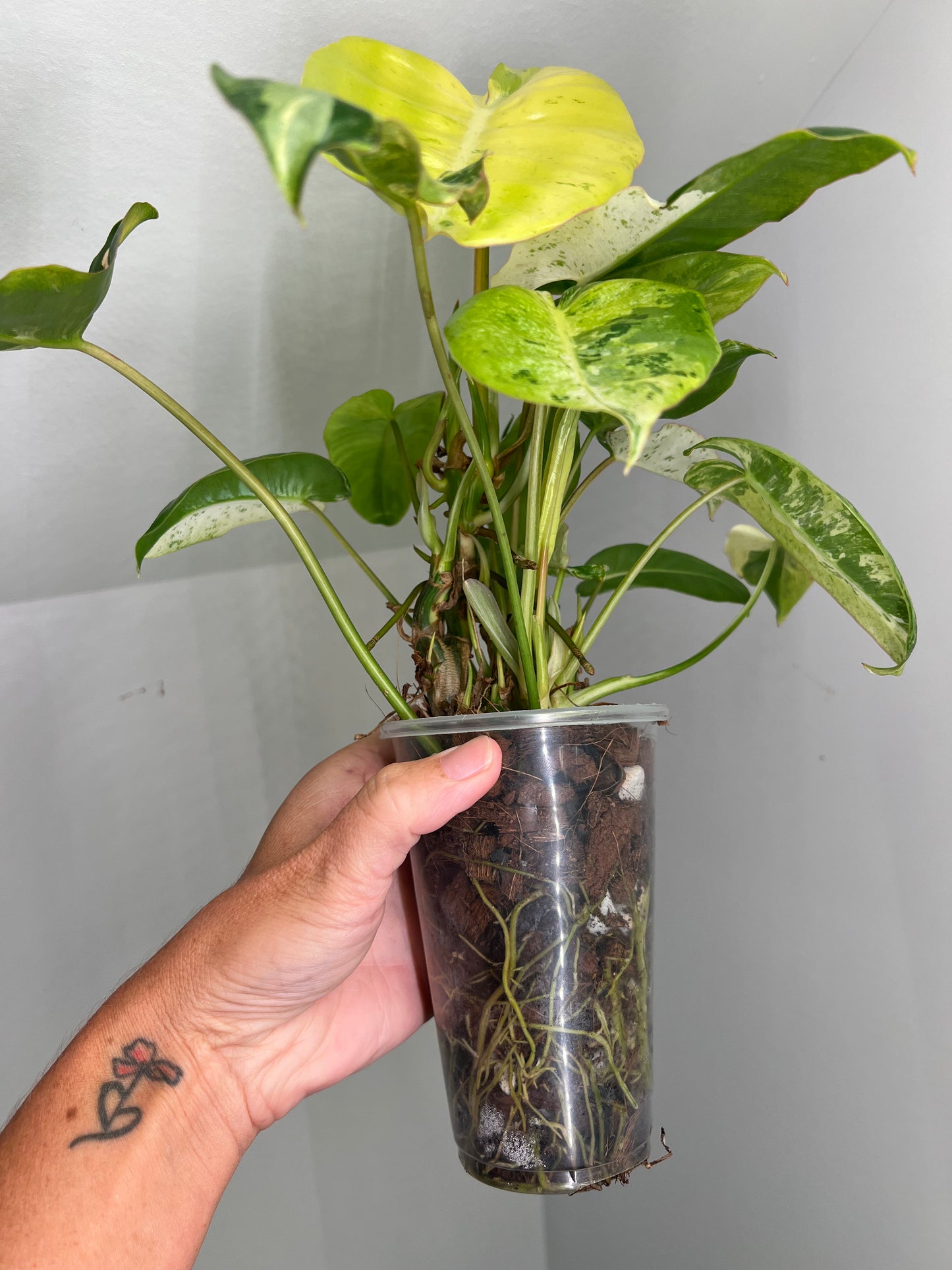 Philodendron Burle Marx Snow White A