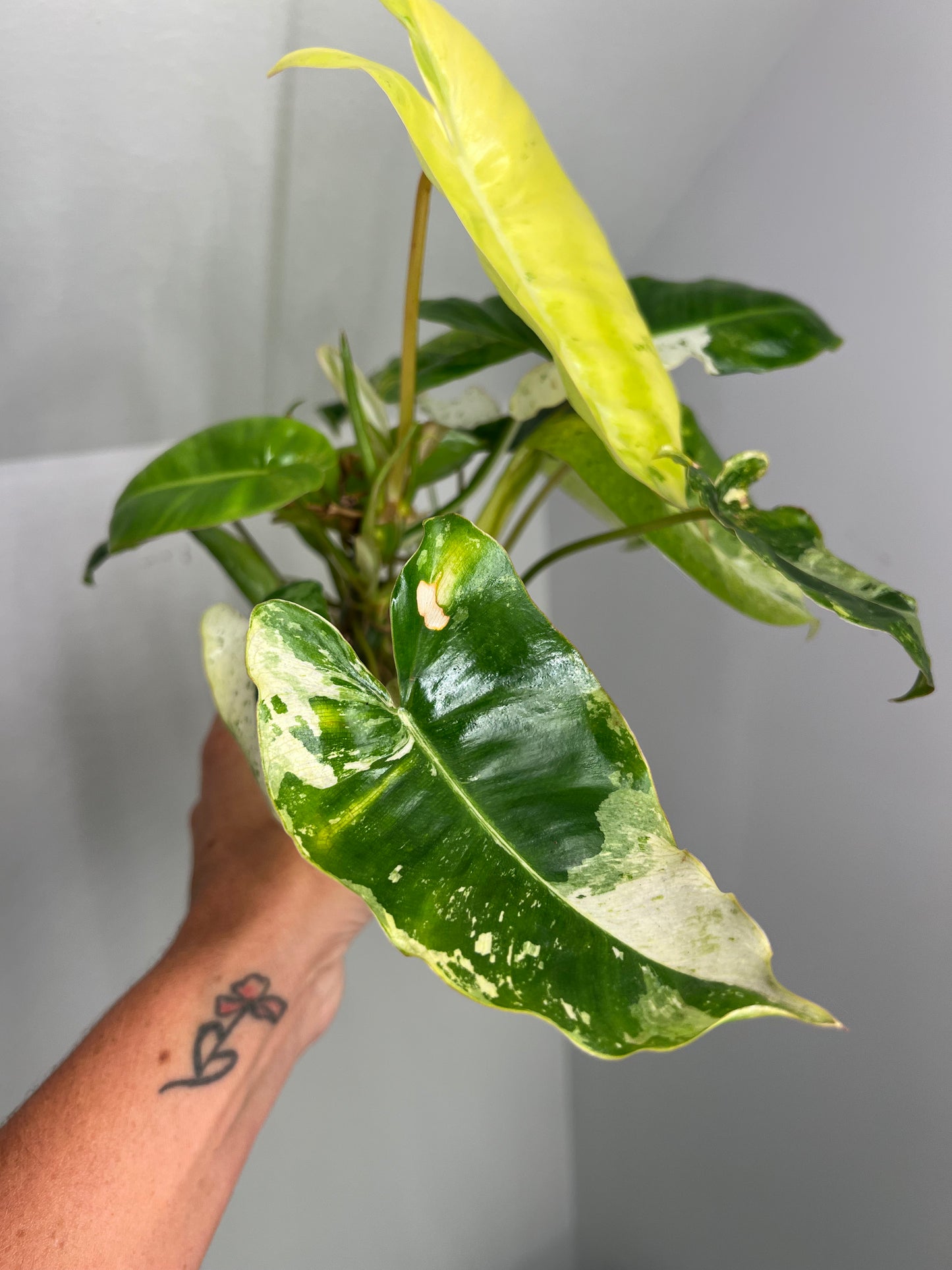 Philodendron Burle Marx Snow White A