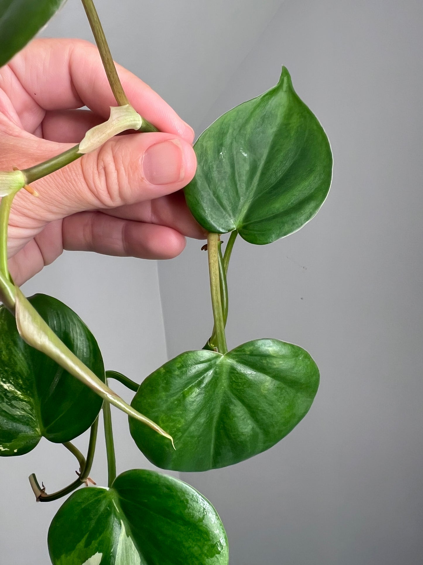 Philodendron Heartleaf Albo FRESH TOP CUT