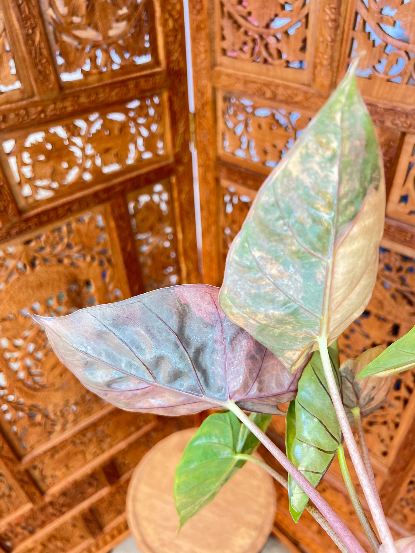 Alocasia Flamingo x Calidora x Hongkongensis x Black Velvet