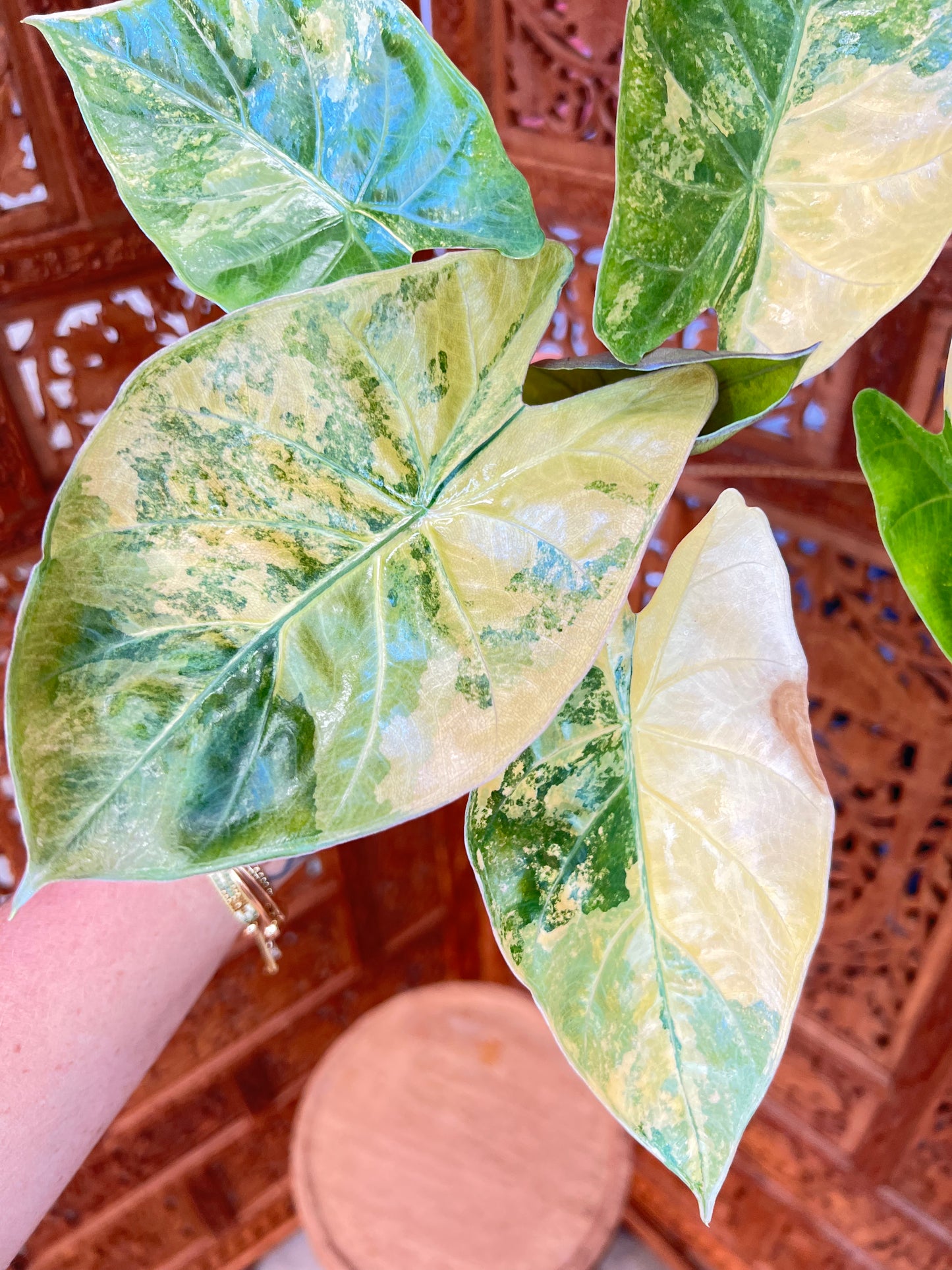 Alocasia Flamingo x Calidora x Hongkongensis x Black Velvet