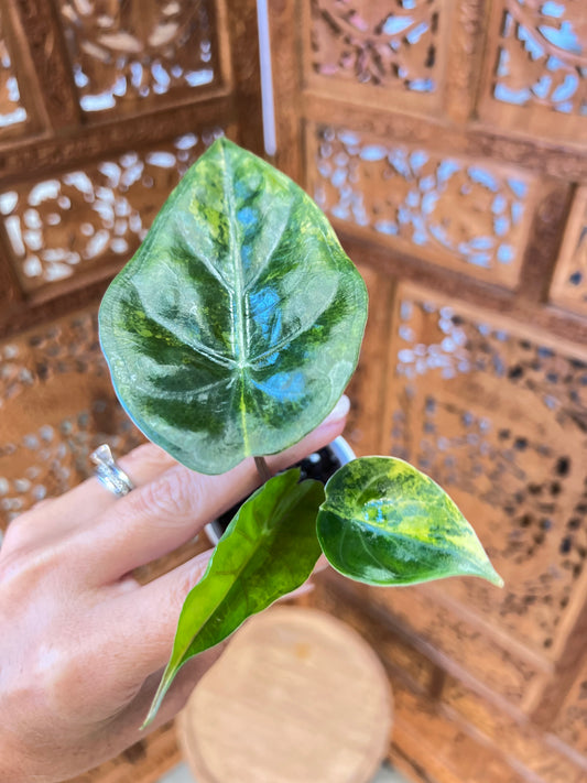 Alocasia Flamingo x Calidora x Hongkongensis x Black Velvet