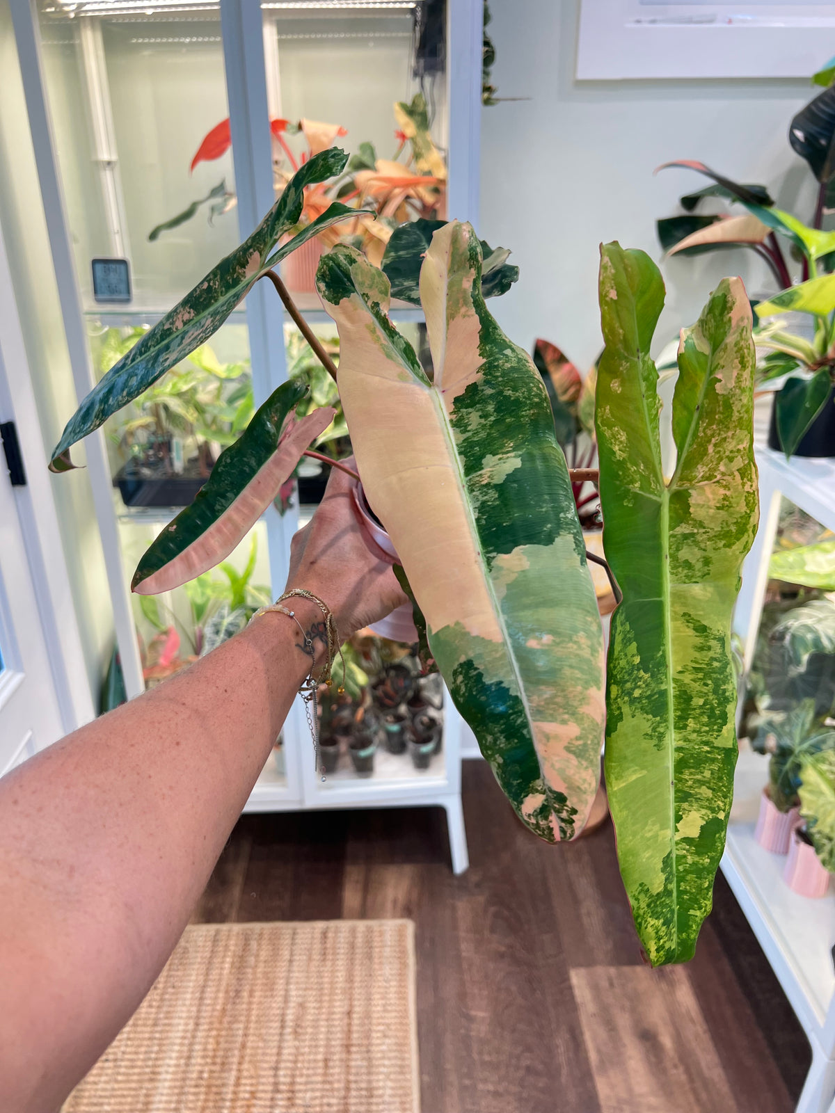 Philodendron Billietiae Pink (Pitbull x Billietiae)