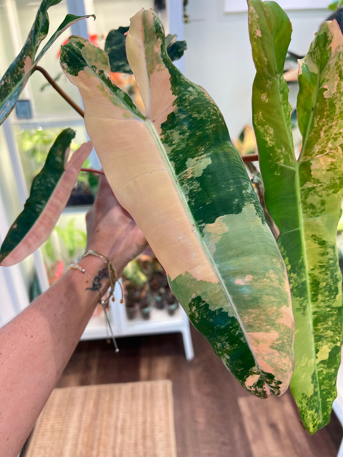 Philodendron Billietiae Pink (Pitbull x Billietiae)