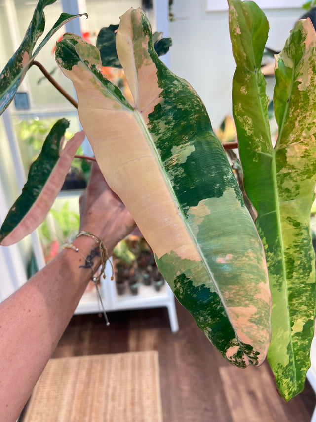 Philodendron Billietiae Pink (Pitbull x Billietiae)