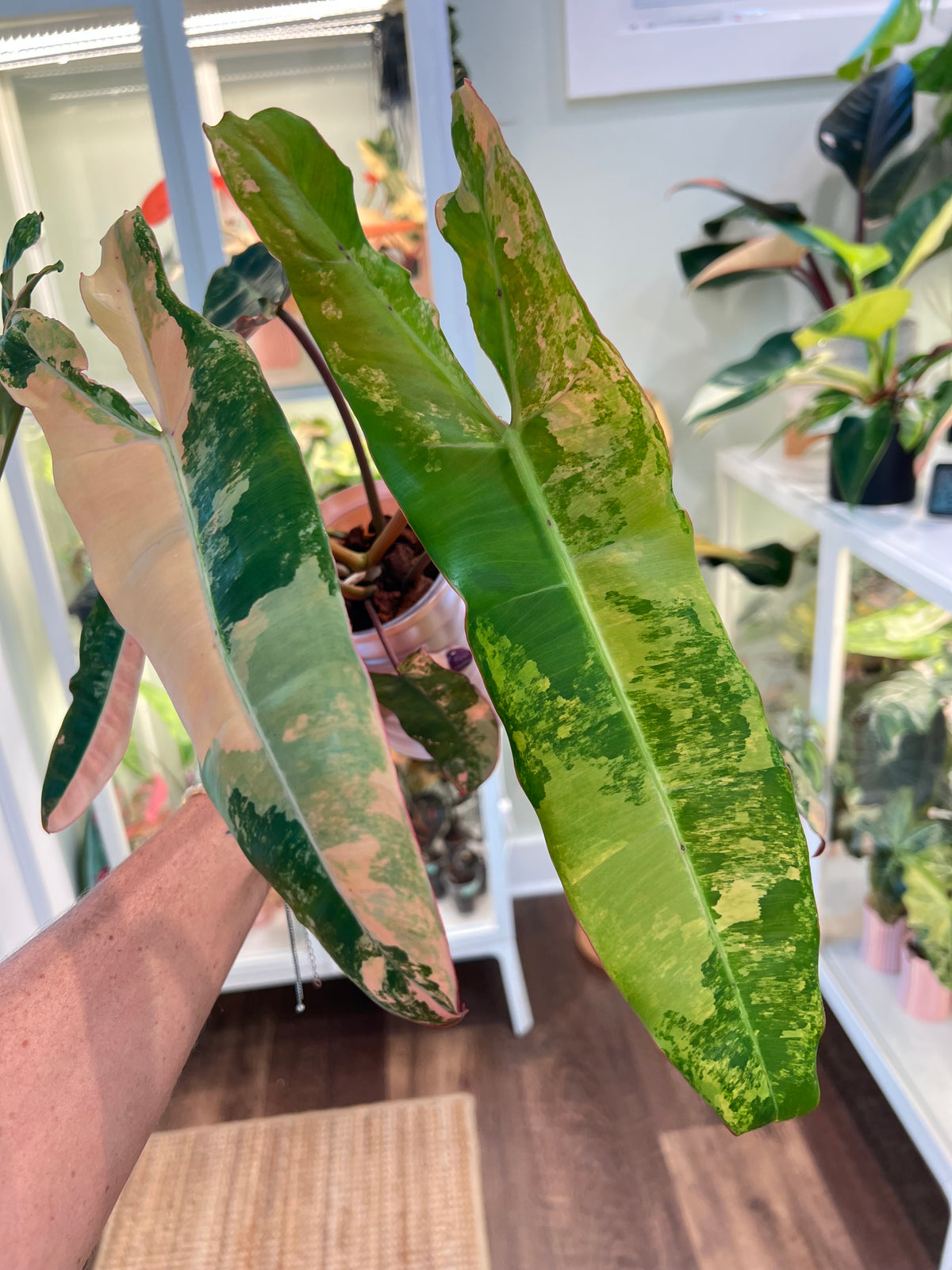 Philodendron Billietiae Pink (Pitbull x Billietiae)
