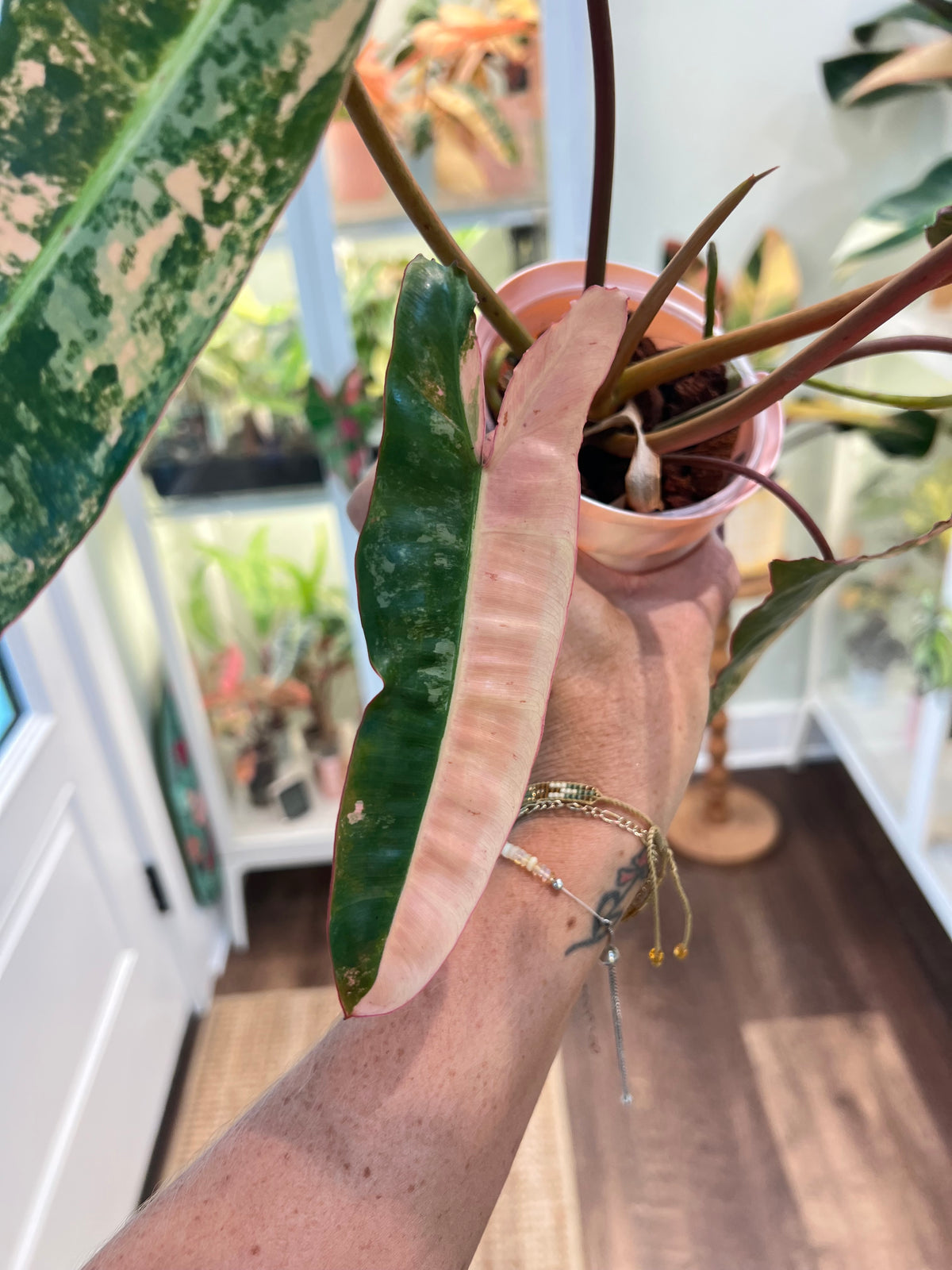 Philodendron Billietiae Pink (Pitbull x Billietiae)