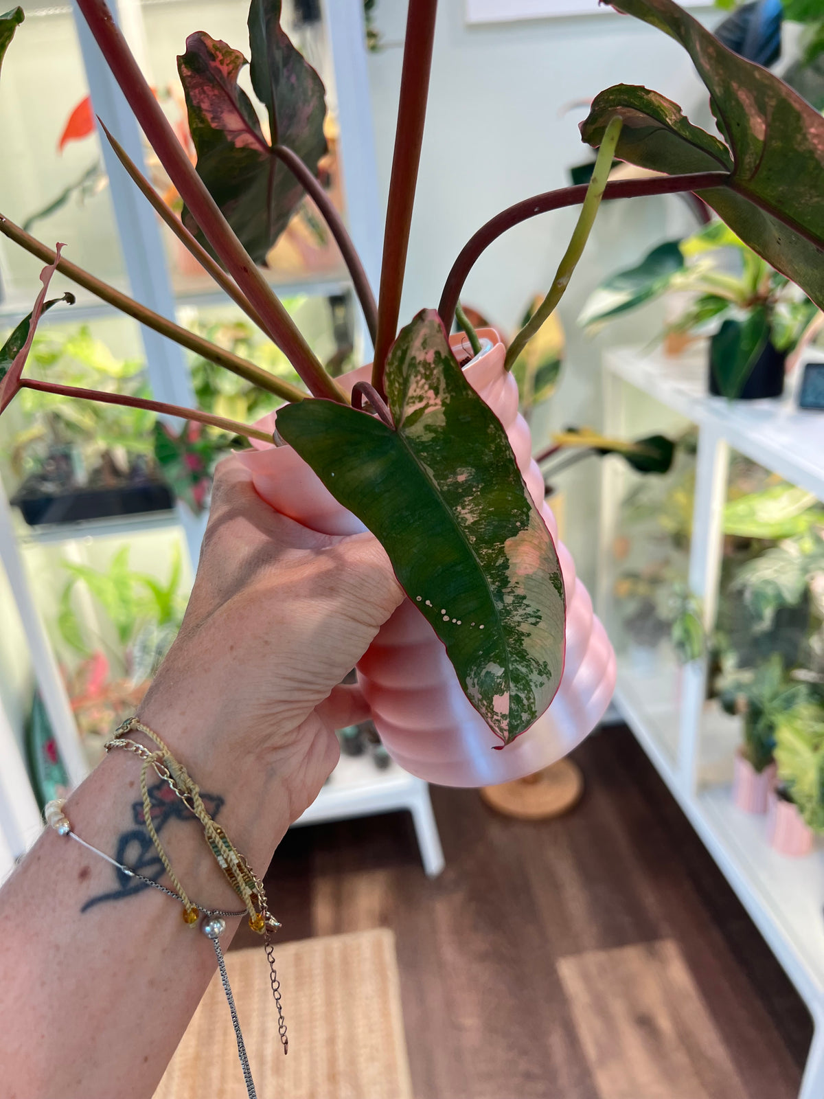 Philodendron Billietiae Pink (Pitbull x Billietiae)