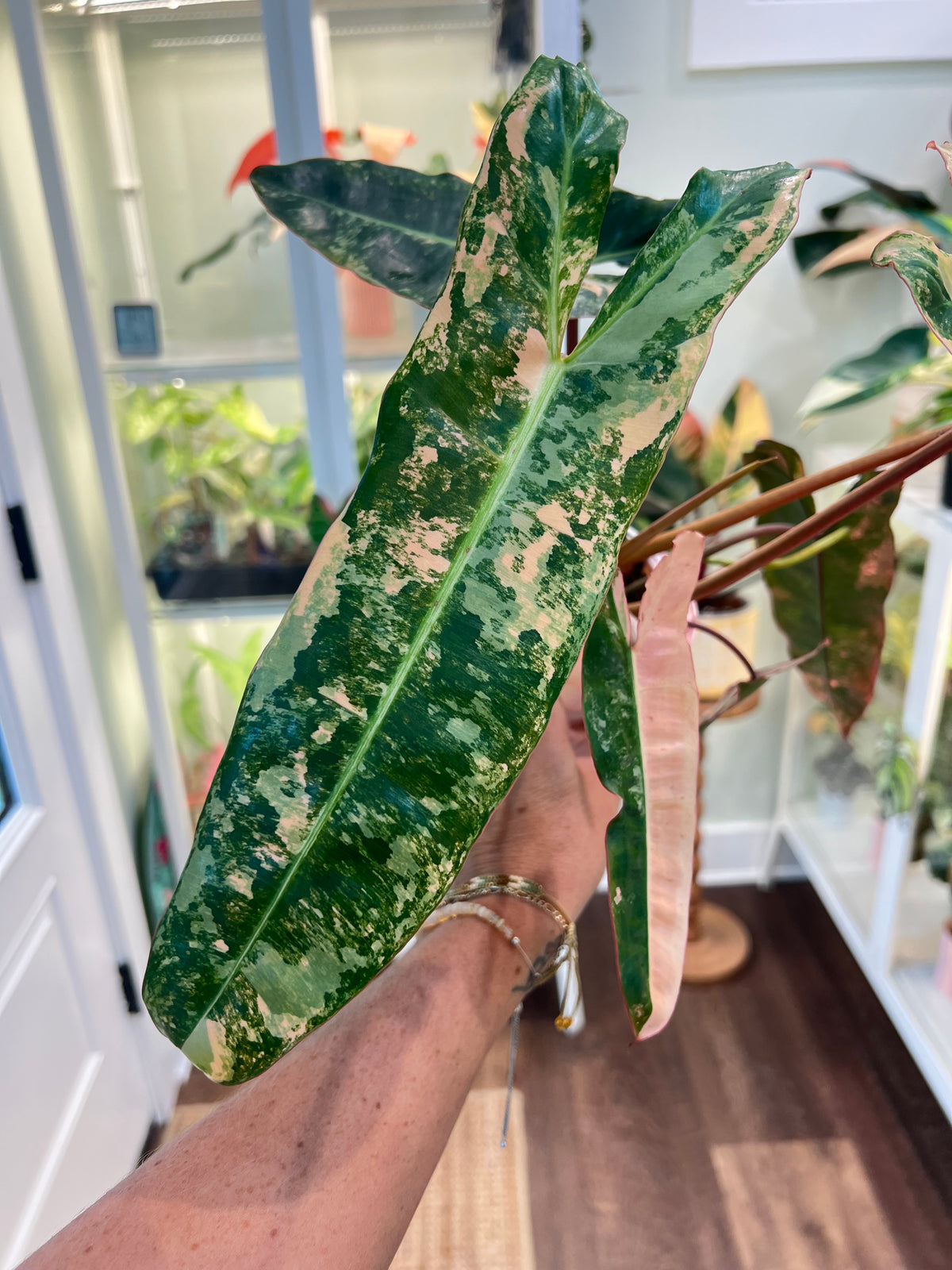 Philodendron Billietiae Pink (Pitbull x Billietiae)