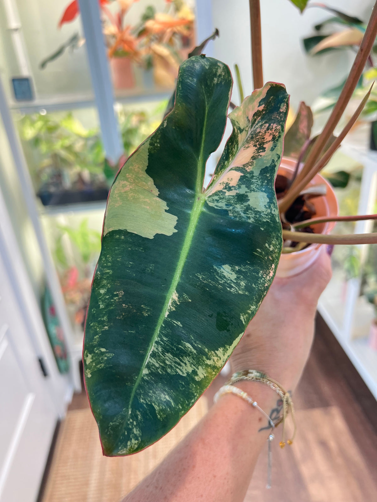 Philodendron Billietiae Pink (Pitbull x Billietiae)