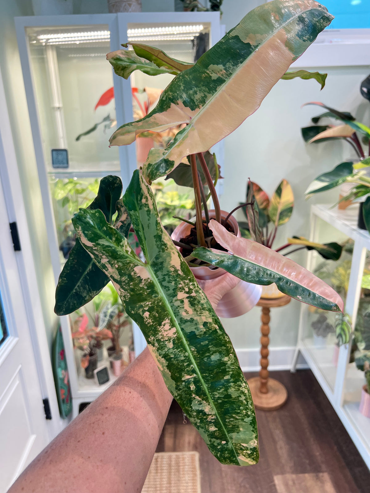 Philodendron Billietiae Pink (Pitbull x Billietiae)
