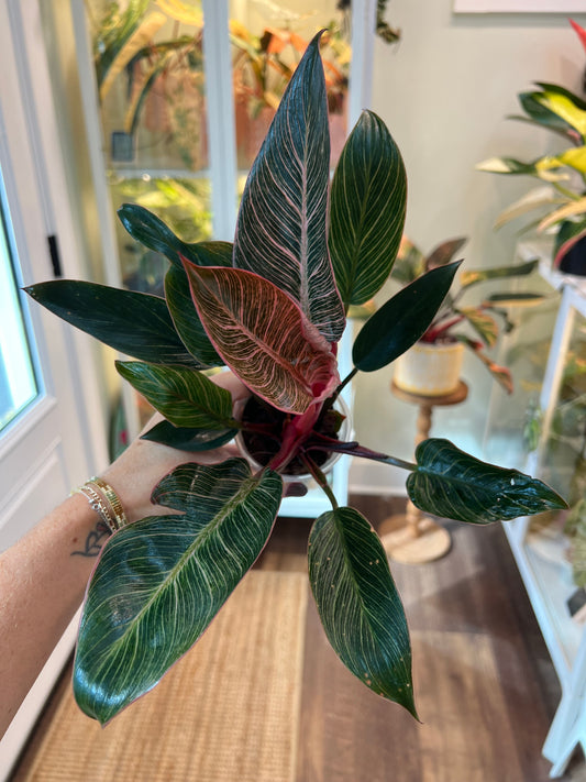 Philodendron Pink Birkin