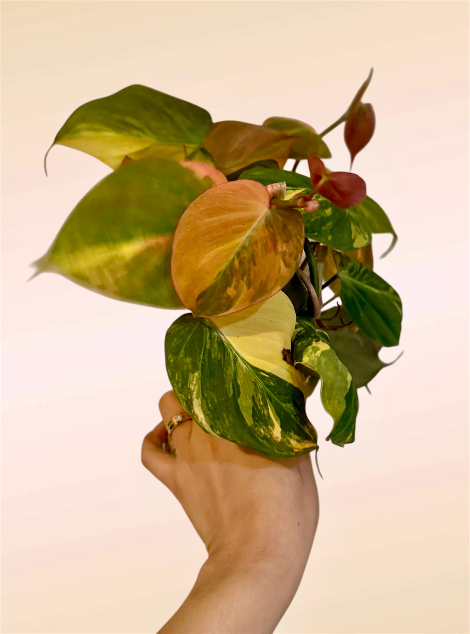 Philodendron – Bayside Botanical