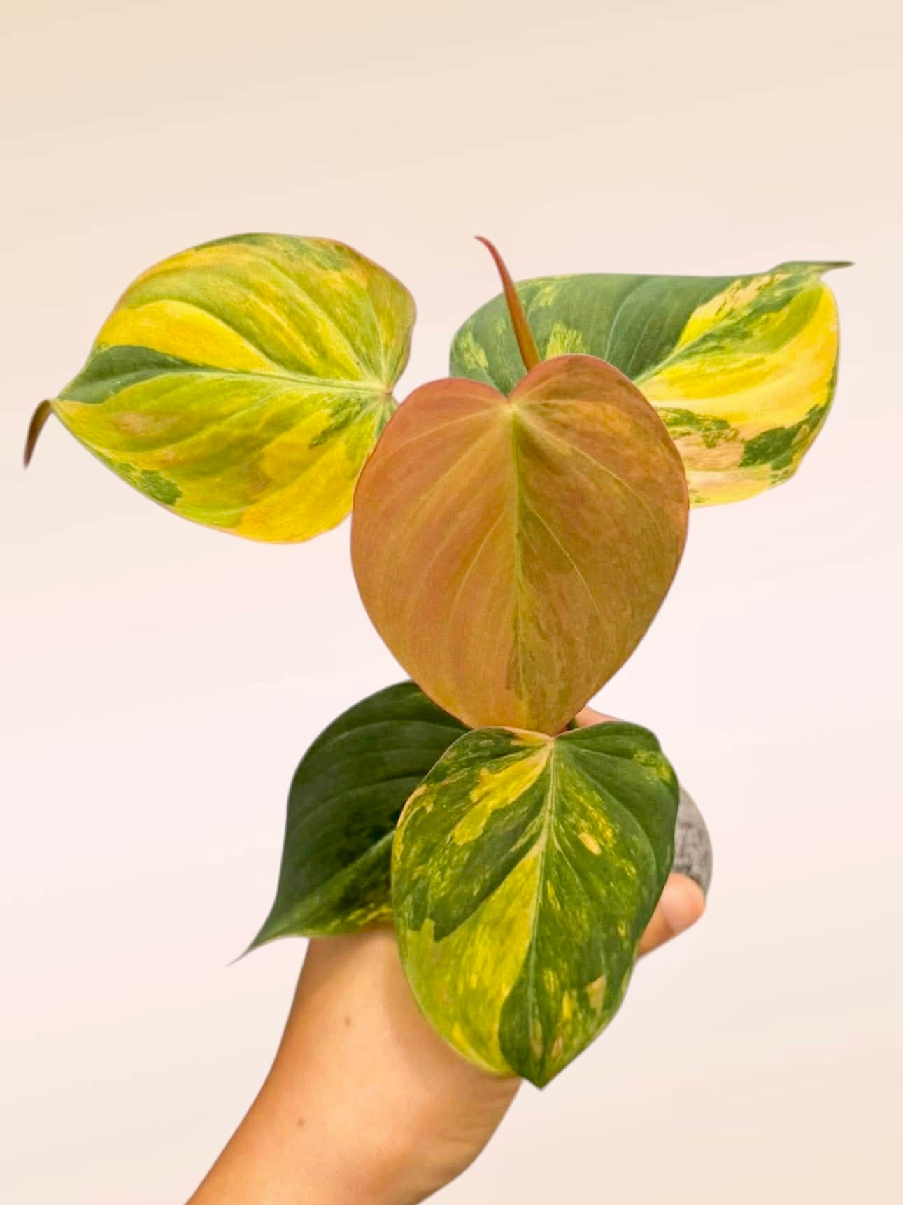 Philodendron Micans Ferrari